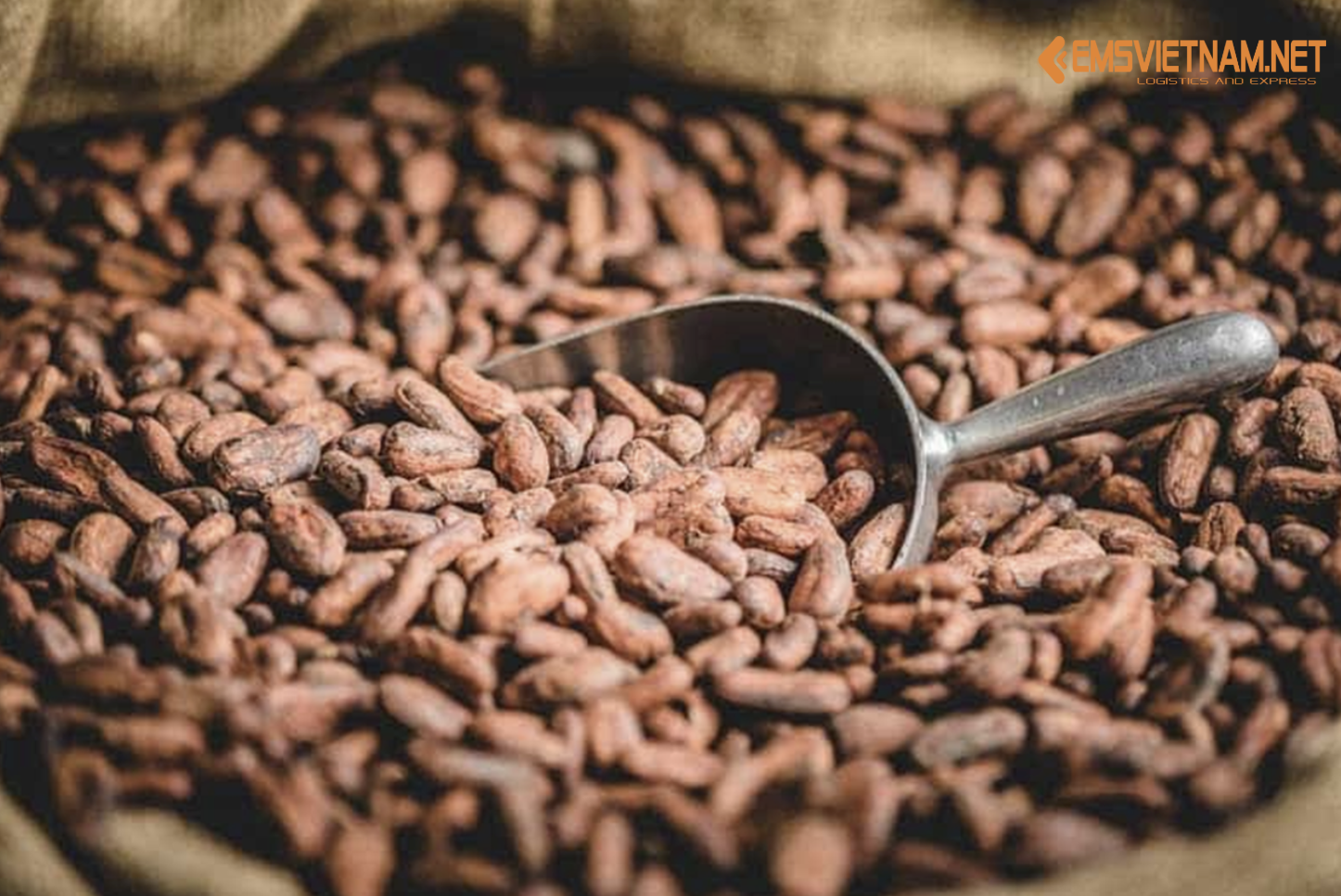 XUẤT KHẨU CACAO HẠT RANG TỪ VIỆT NAM SANG PHILIPPINE