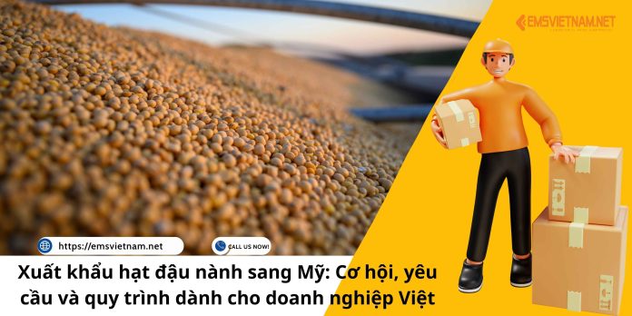 XUẤT KHẨU HẠT ĐẬU NÀNH SANG MỸ: CƠ HỘI, YÊU CẦU VÀ QUY TRÌNH DÀNH CHO DOANH NGHIỆP VIỆT