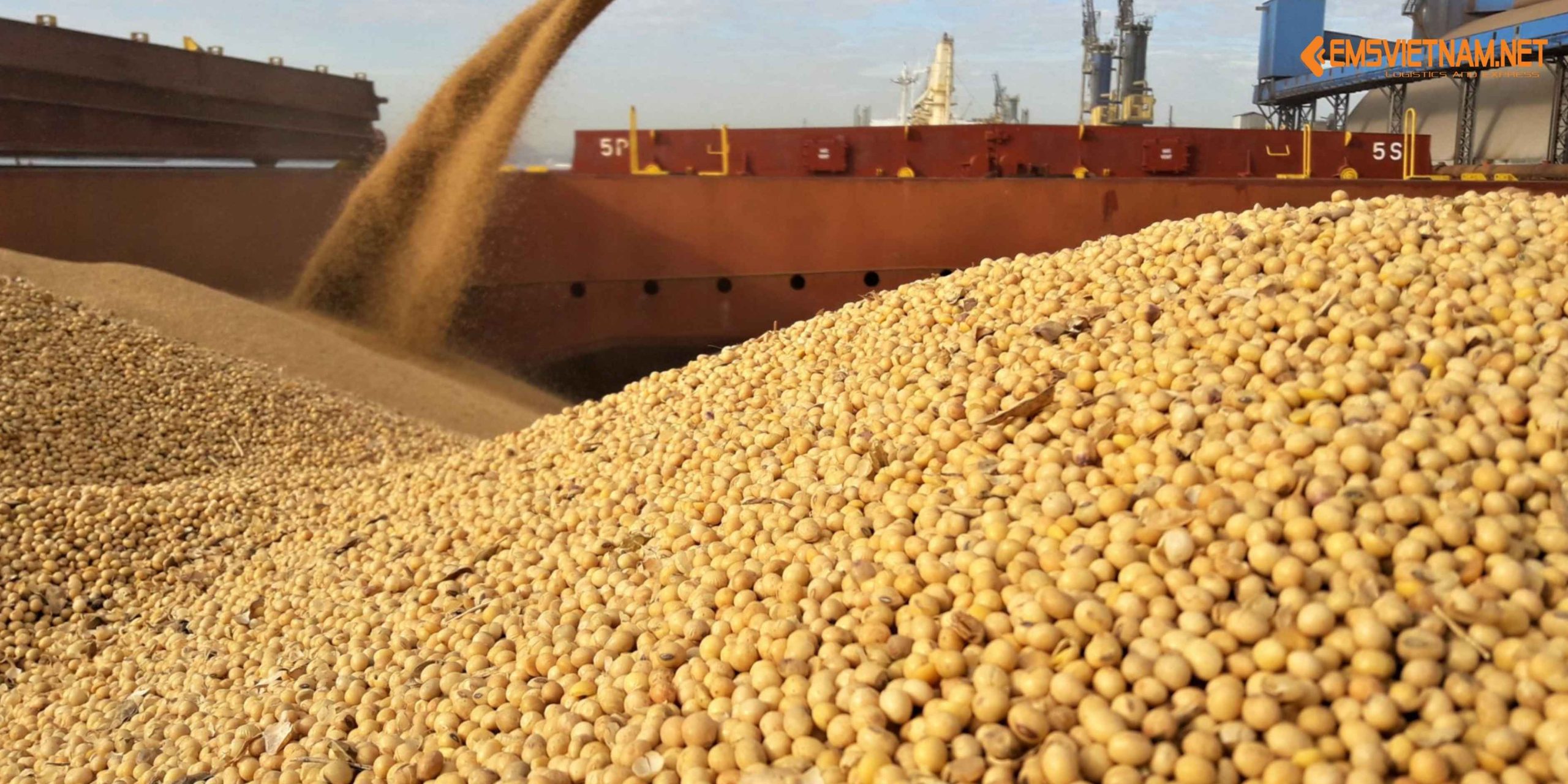 XUẤT KHẨU HẠT ĐẬU NÀNH SANG MỸ: CƠ HỘI, YÊU CẦU VÀ QUY TRÌNH DÀNH CHO DOANH NGHIỆP VIỆT