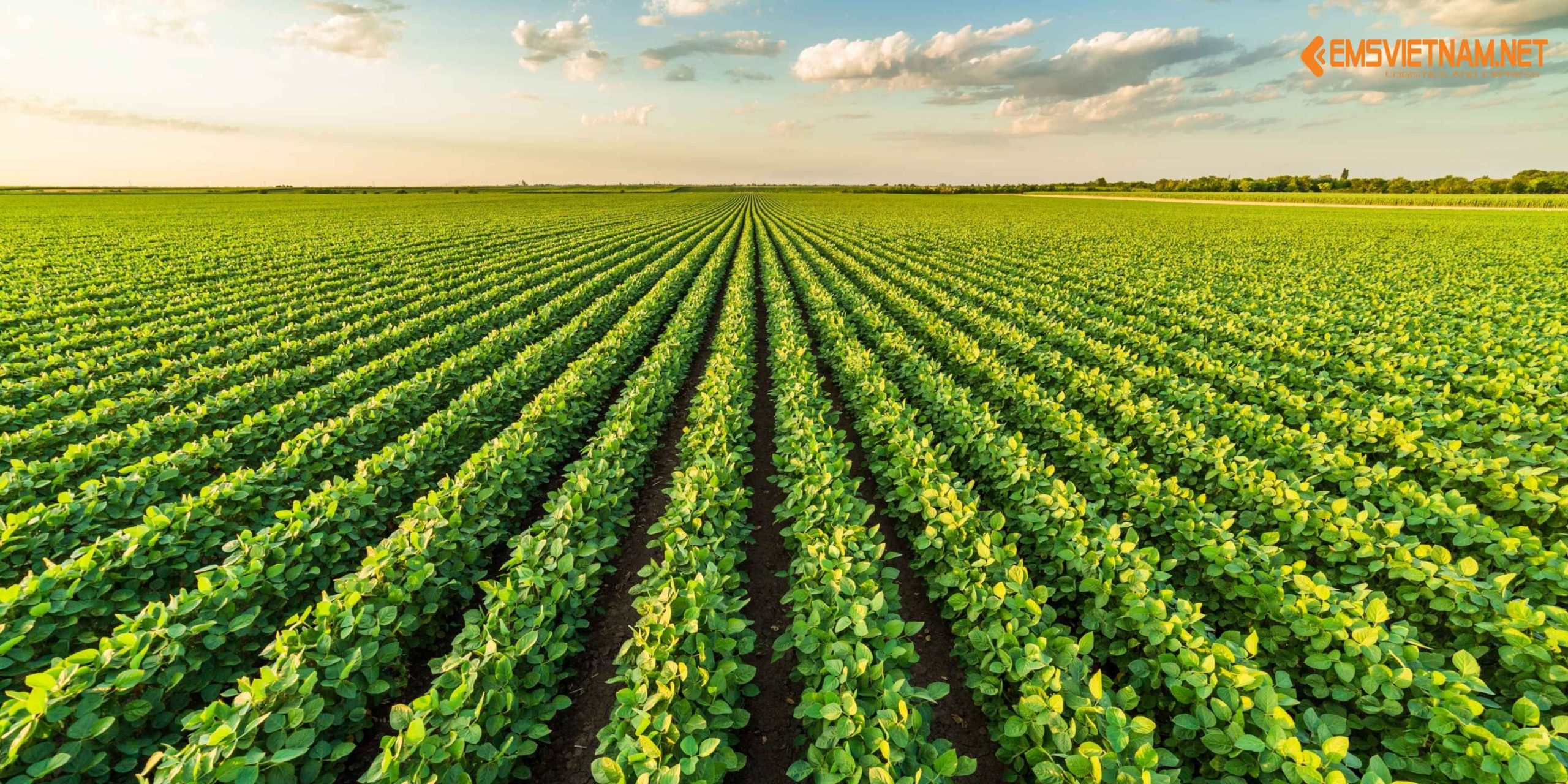 XUẤT KHẨU HẠT ĐẬU NÀNH SANG MỸ: CƠ HỘI, YÊU CẦU VÀ QUY TRÌNH DÀNH CHO DOANH NGHIỆP VIỆT