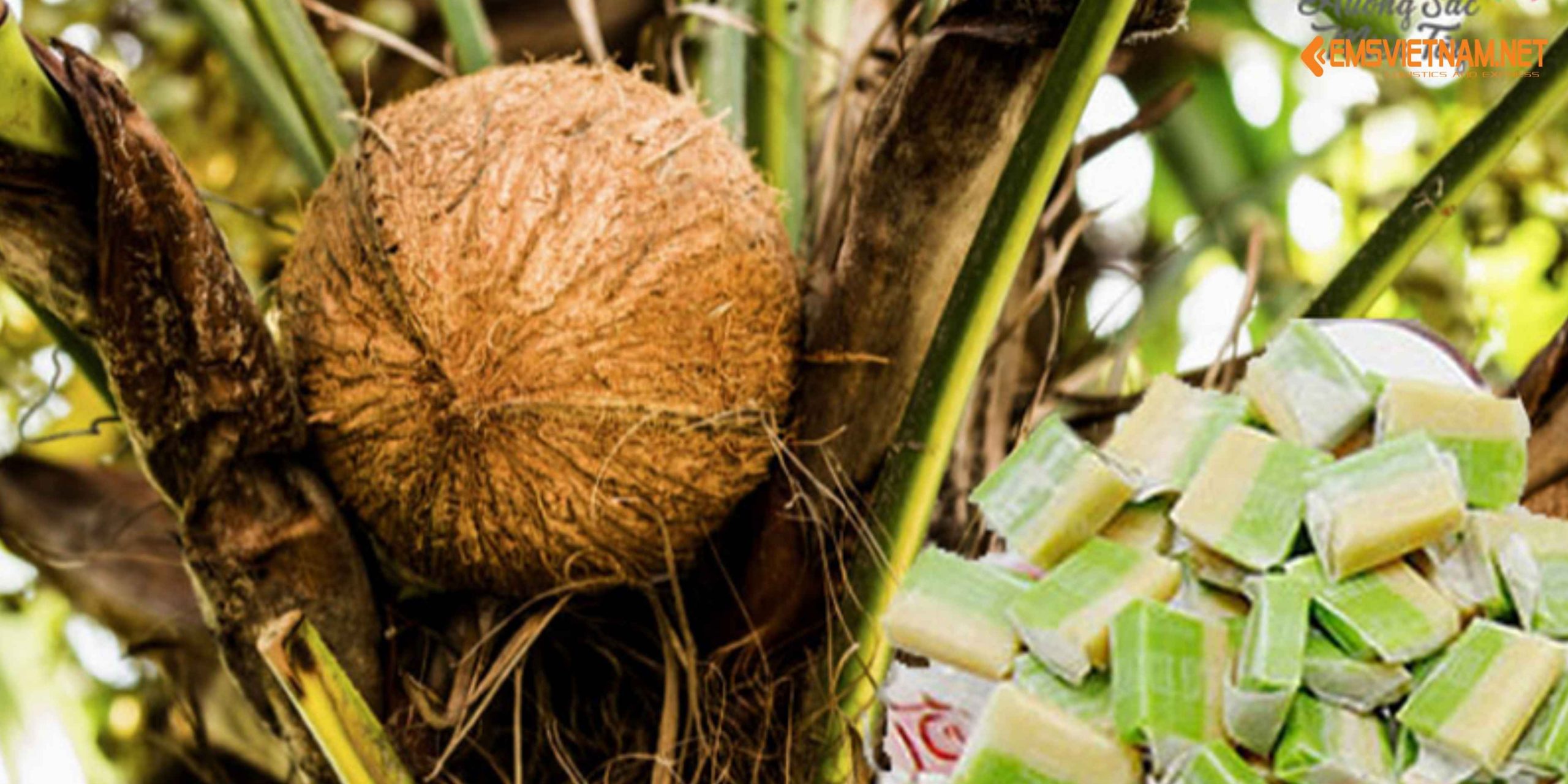 Vận chuyển kẹo dừa Bến Tre từ Việt Nam sang Đức: Hướng dẫn chi tiết và lưu ý quan trọng