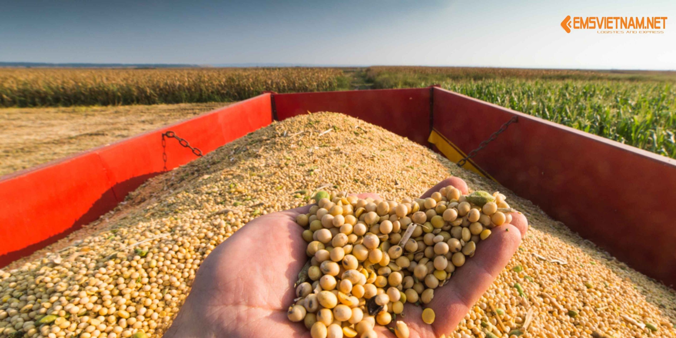 XUẤT KHẨU HẠT ĐẬU NÀNH SANG MỸ: CƠ HỘI, YÊU CẦU VÀ QUY TRÌNH DÀNH CHO DOANH NGHIỆP VIỆT