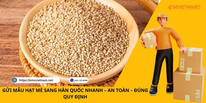GỬI MẪU HẠT MÈ SANG HÀN QUỐC: QUY TRÌNH, CHI PHÍ VÀ LƯU Ý QUAN TRỌNG