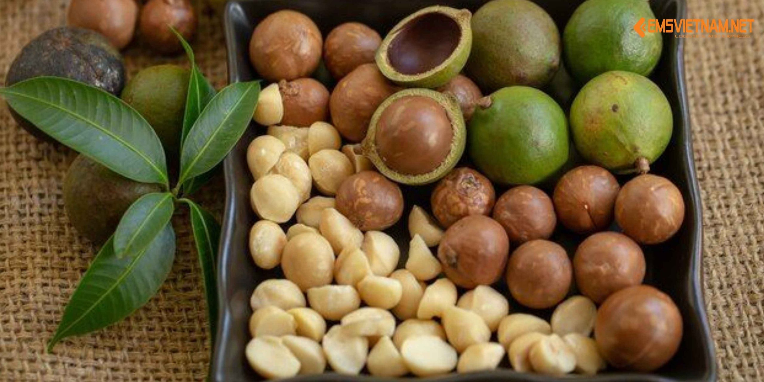 GỬI HẠT MACCA TỪ VIỆT NAM SANG ĐỨC: HƯỚNG DẪN CHI TIẾT TỪ A–Z