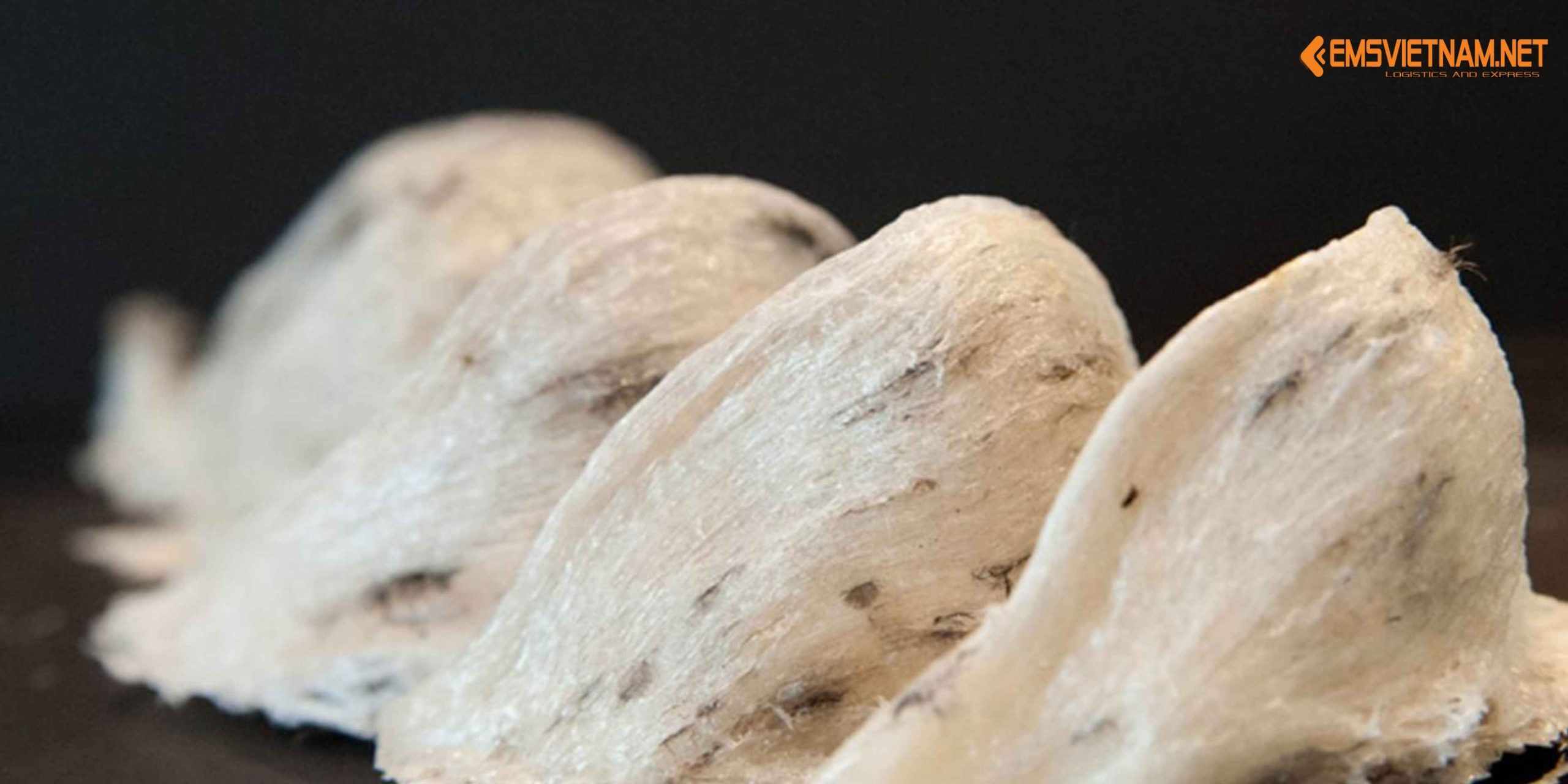 Vận Chuyển Tổ Yến Từ Việt Nam Sang Đức: Quy Trình, Điều Kiện Và Giải Pháp An Toàn