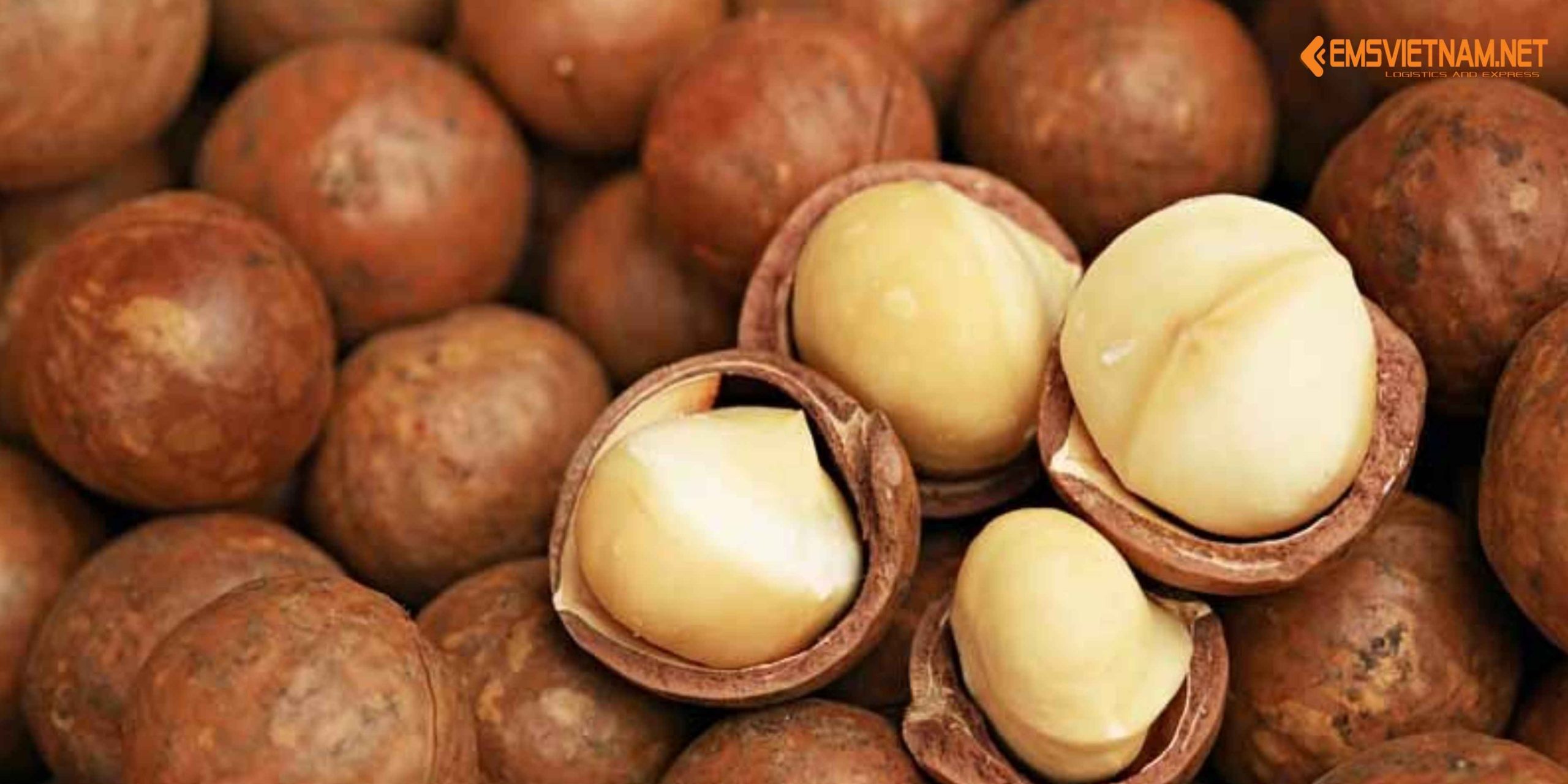 GỬI HẠT MACCA TỪ VIỆT NAM SANG ĐỨC: HƯỚNG DẪN CHI TIẾT TỪ A–Z