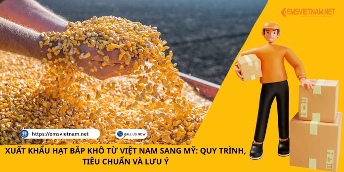 XUẤT KHẨU HẠT BẮP KHÔ TỪ VIỆT NAM SANG MỸ: QUY TRÌNH, TIÊU CHUẨN VÀ LƯU Ý
