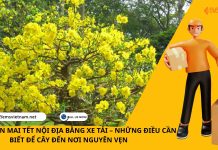 VẬN CHUYỂN MAI TẾT NỘI ĐỊA BẰNG XE TẢI – NHỮNG ĐIỀU CẦN BIẾT ĐỂ CÂY ĐẾN NƠI NGUYÊN VẸN VẬN CHUYỂN MAI TẾT NỘI ĐỊA BẰNG XE TẢI – NHỮNG ĐIỀU CẦN BIẾT ĐỂ CÂY ĐẾN NƠI NGUYÊN VẸN