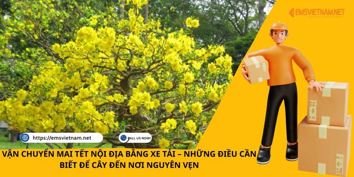 VẬN CHUYỂN MAI TẾT NỘI ĐỊA BẰNG XE TẢI – NHỮNG ĐIỀU CẦN BIẾT ĐỂ CÂY ĐẾN NƠI NGUYÊN VẸN