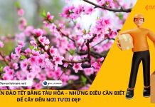 VẬN CHUYỂN ĐÀO TẾT BẰNG TÀU HỎA – NHỮNG ĐIỀU CẦN BIẾT ĐỂ CÂY ĐẾN NƠI TƯƠI ĐẸP VẬN CHUYỂN ĐÀO TẾT BẰNG TÀU HỎA – NHỮNG ĐIỀU CẦN BIẾT ĐỂ CÂY ĐẾN NƠI TƯƠI ĐẸP