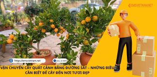 VẬN CHUYỂN CÂY QUẤT CẢNH BẰNG ĐƯỜNG SẮT – NHỮNG ĐIỀU CẦN BIẾT ĐỂ CÂY ĐẾN NƠI TƯƠI ĐẸP VẬN CHUYỂN CÂY QUẤT CẢNH BẰNG ĐƯỜNG SẮT – NHỮNG ĐIỀU CẦN BIẾT ĐỂ CÂY ĐẾN NƠI TƯƠI ĐẸP