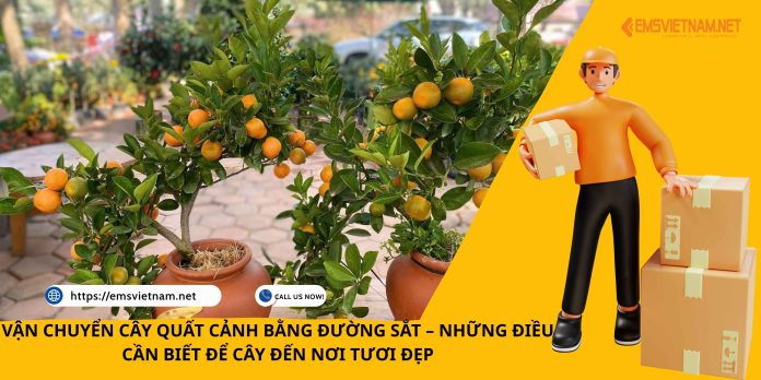 VẬN CHUYỂN CÂY QUẤT CẢNH BẰNG ĐƯỜNG SẮT – NHỮNG ĐIỀU CẦN BIẾT ĐỂ CÂY ĐẾN NƠI TƯƠI ĐẸP