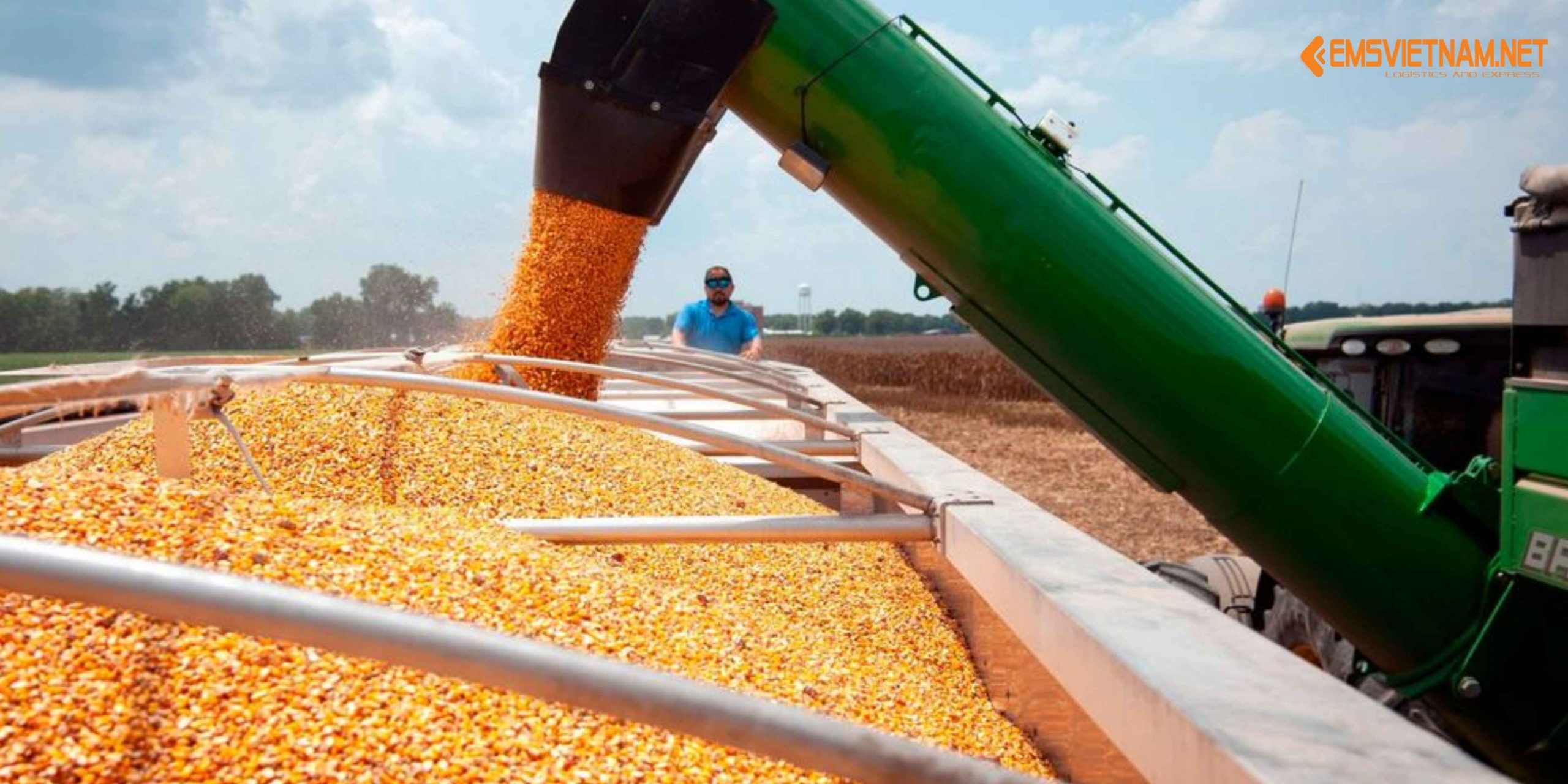 XUẤT KHẨU HẠT BẮP KHÔ TỪ VIỆT NAM SANG MỸ: QUY TRÌNH, TIÊU CHUẨN VÀ LƯU Ý