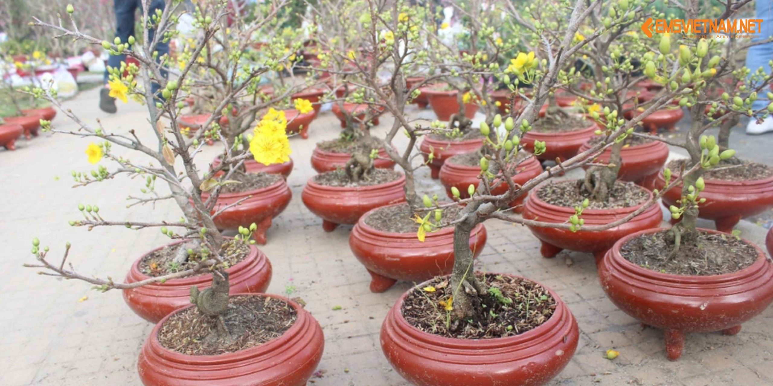 VẬN CHUYỂN MAI TẾT NỘI ĐỊA BẰNG XE TẢI – NHỮNG ĐIỀU CẦN BIẾT ĐỂ CÂY ĐẾN NƠI NGUYÊN VẸN