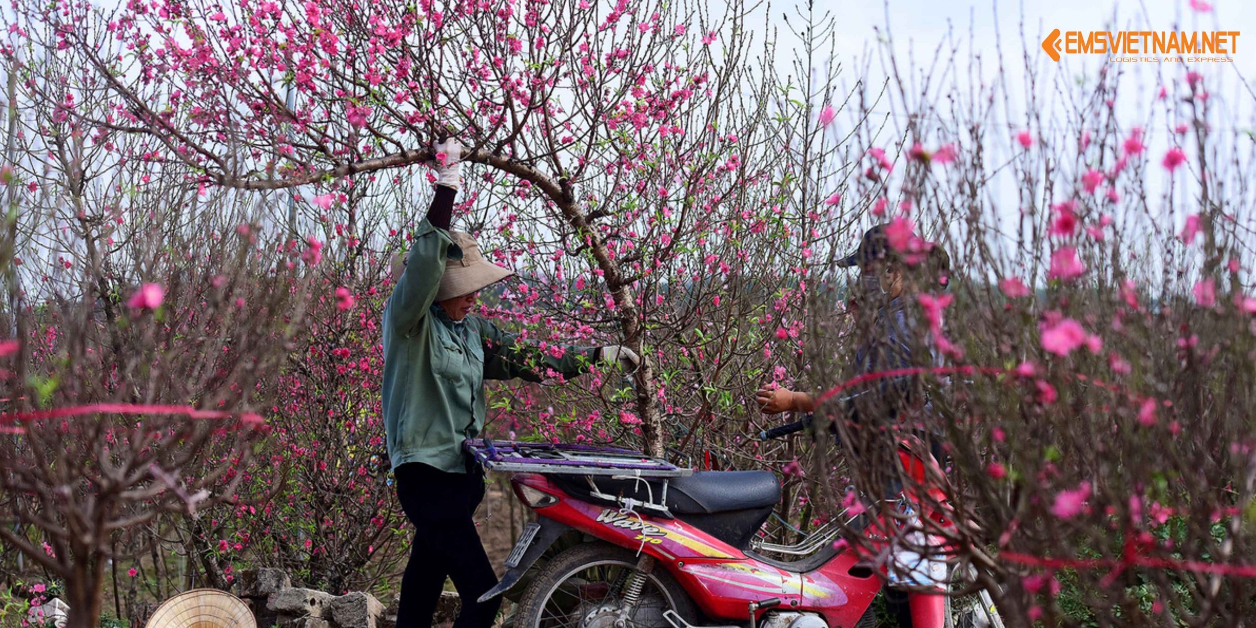 VẬN CHUYỂN ĐÀO TẾT BẰNG TÀU HỎA – NHỮNG ĐIỀU CẦN BIẾT ĐỂ CÂY ĐẾN NƠI TƯƠI ĐẸP