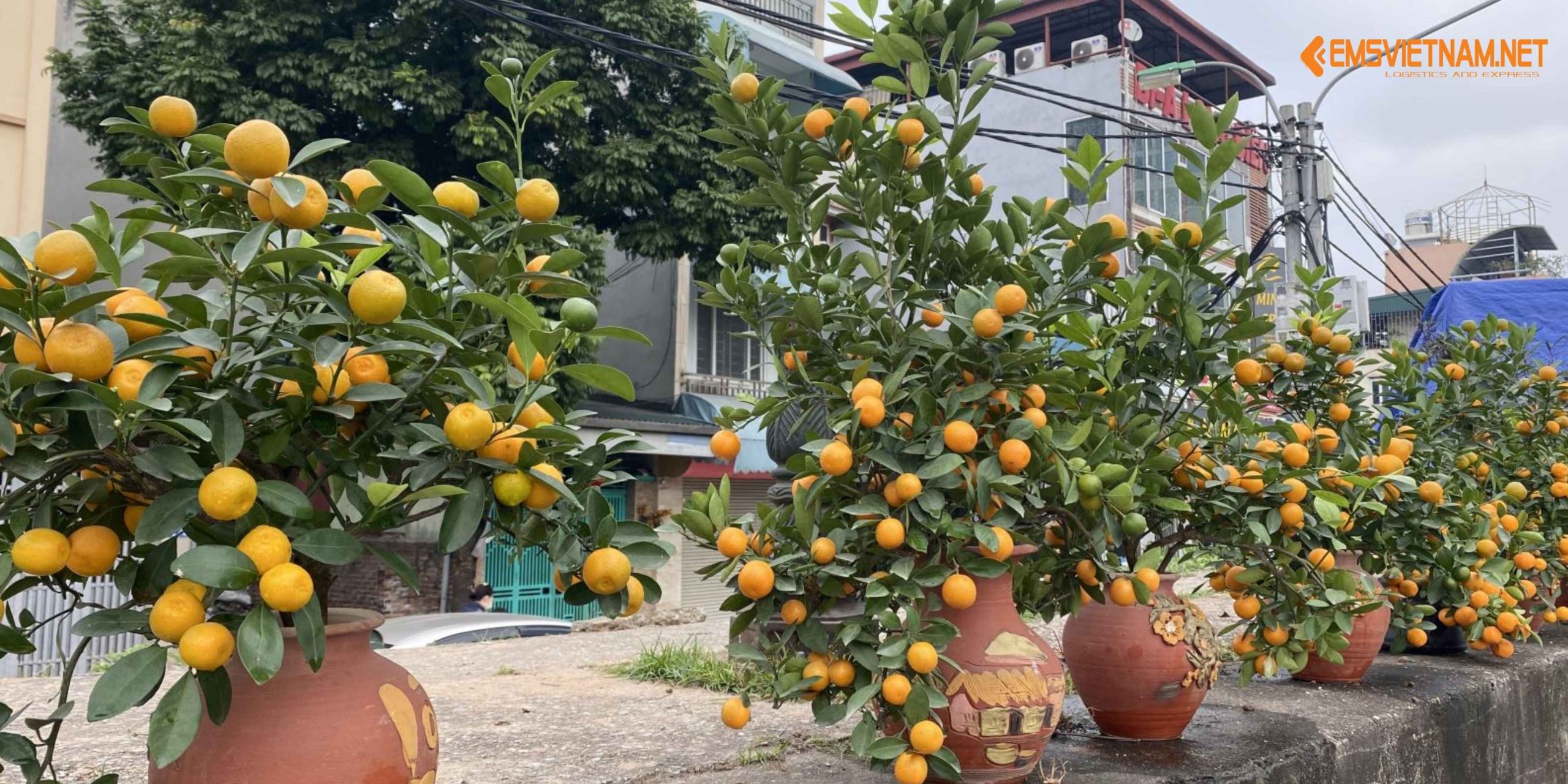 VẬN CHUYỂN CÂY QUẤT CẢNH BẰNG ĐƯỜNG SẮT – NHỮNG ĐIỀU CẦN BIẾT ĐỂ CÂY ĐẾN NƠI TƯƠI ĐẸP