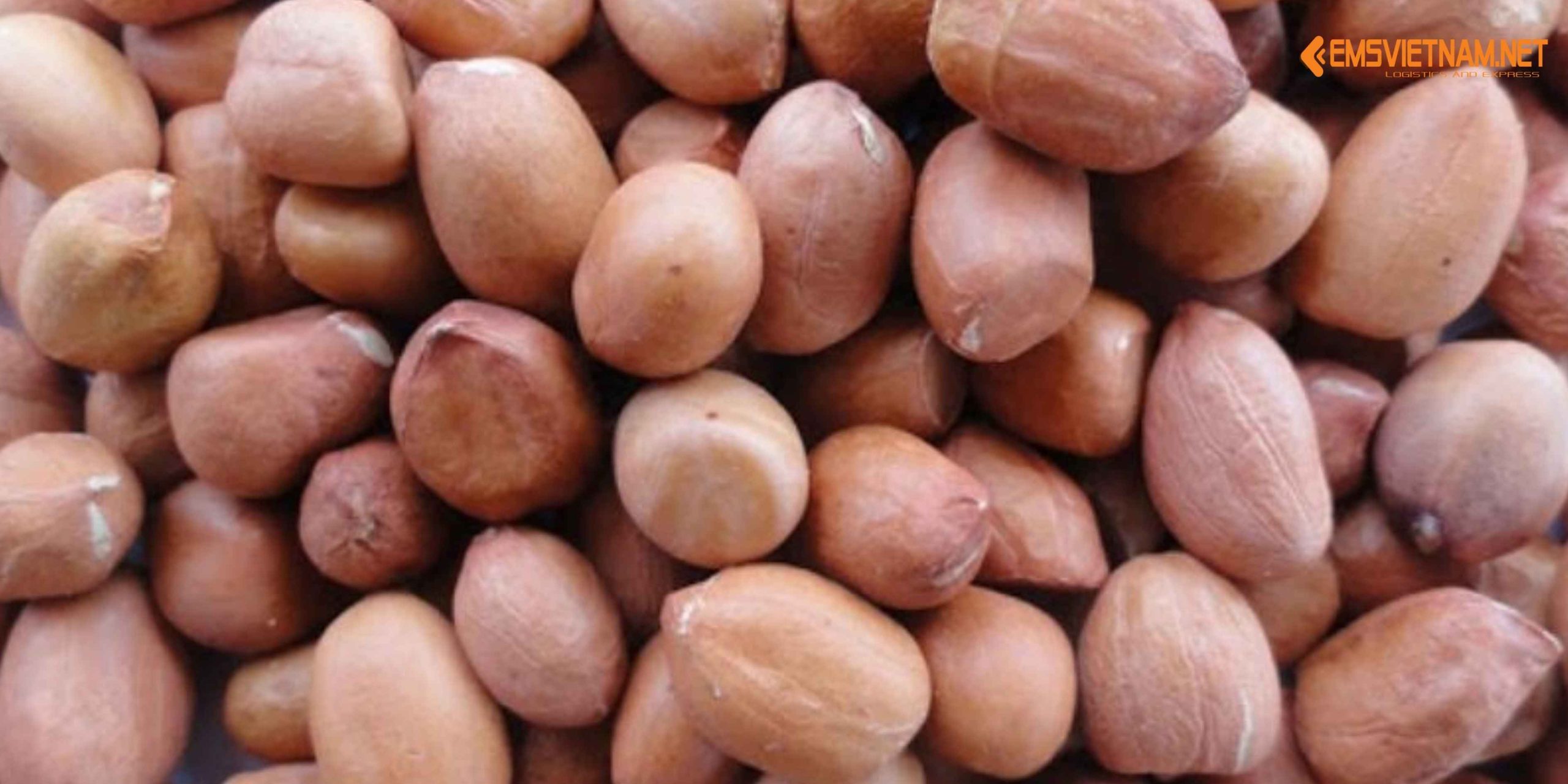 GỬI MẪU HẠT ĐẬU PHỘNG TỪ VIỆT NAM SANG HÀN QUỐC – NHỮNG ĐIỀU CẦN BIẾT ĐỂ THÔNG QUAN THUẬN LỢI