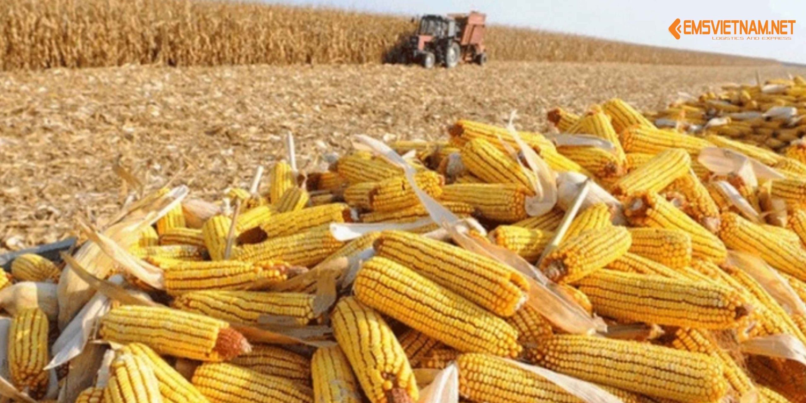 XUẤT KHẨU HẠT BẮP KHÔ TỪ VIỆT NAM SANG MỸ: QUY TRÌNH, TIÊU CHUẨN VÀ LƯU Ý