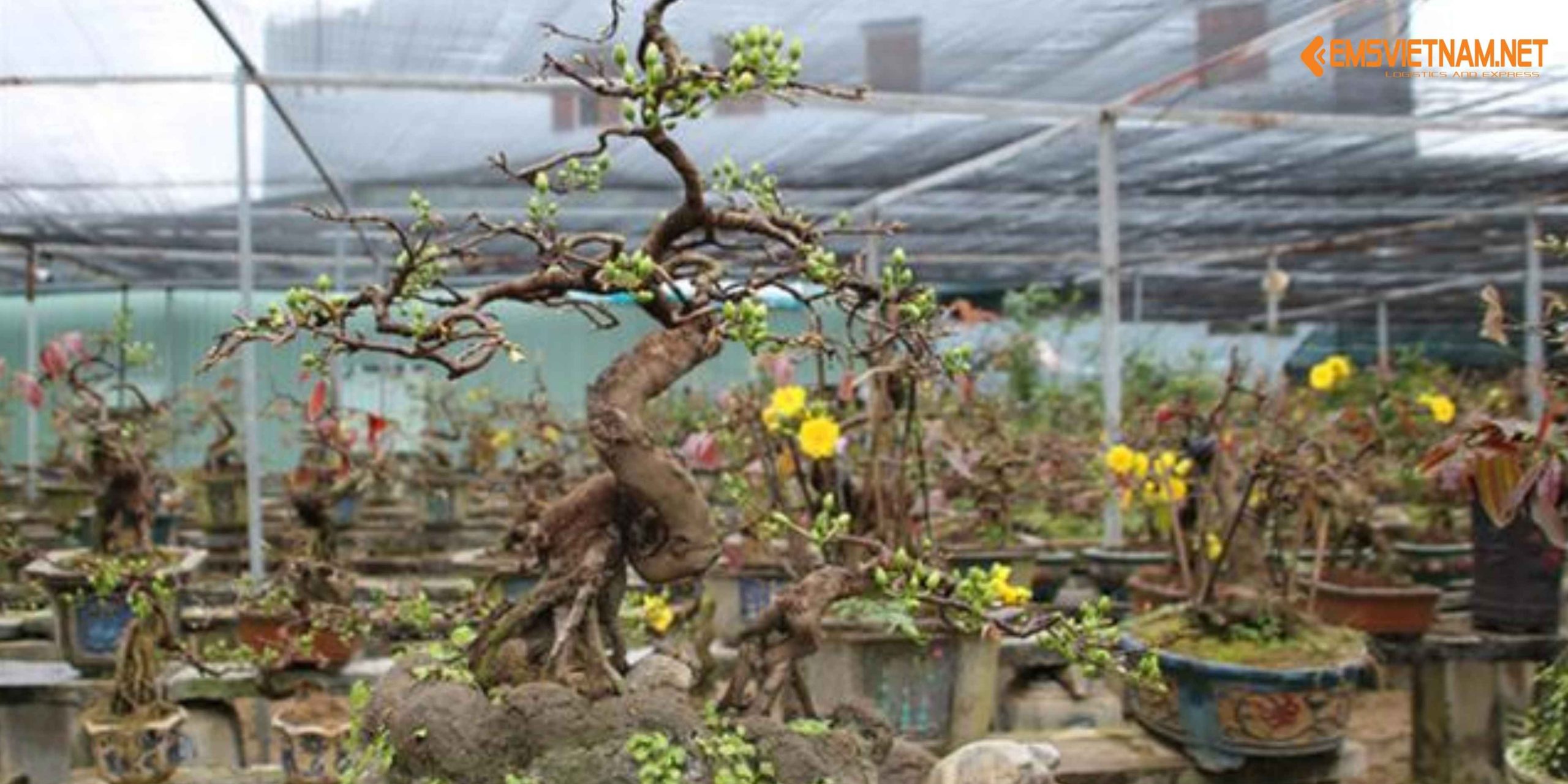 VẬN CHUYỂN MAI TẾT NỘI ĐỊA BẰNG XE TẢI – NHỮNG ĐIỀU CẦN BIẾT ĐỂ CÂY ĐẾN NƠI NGUYÊN VẸN