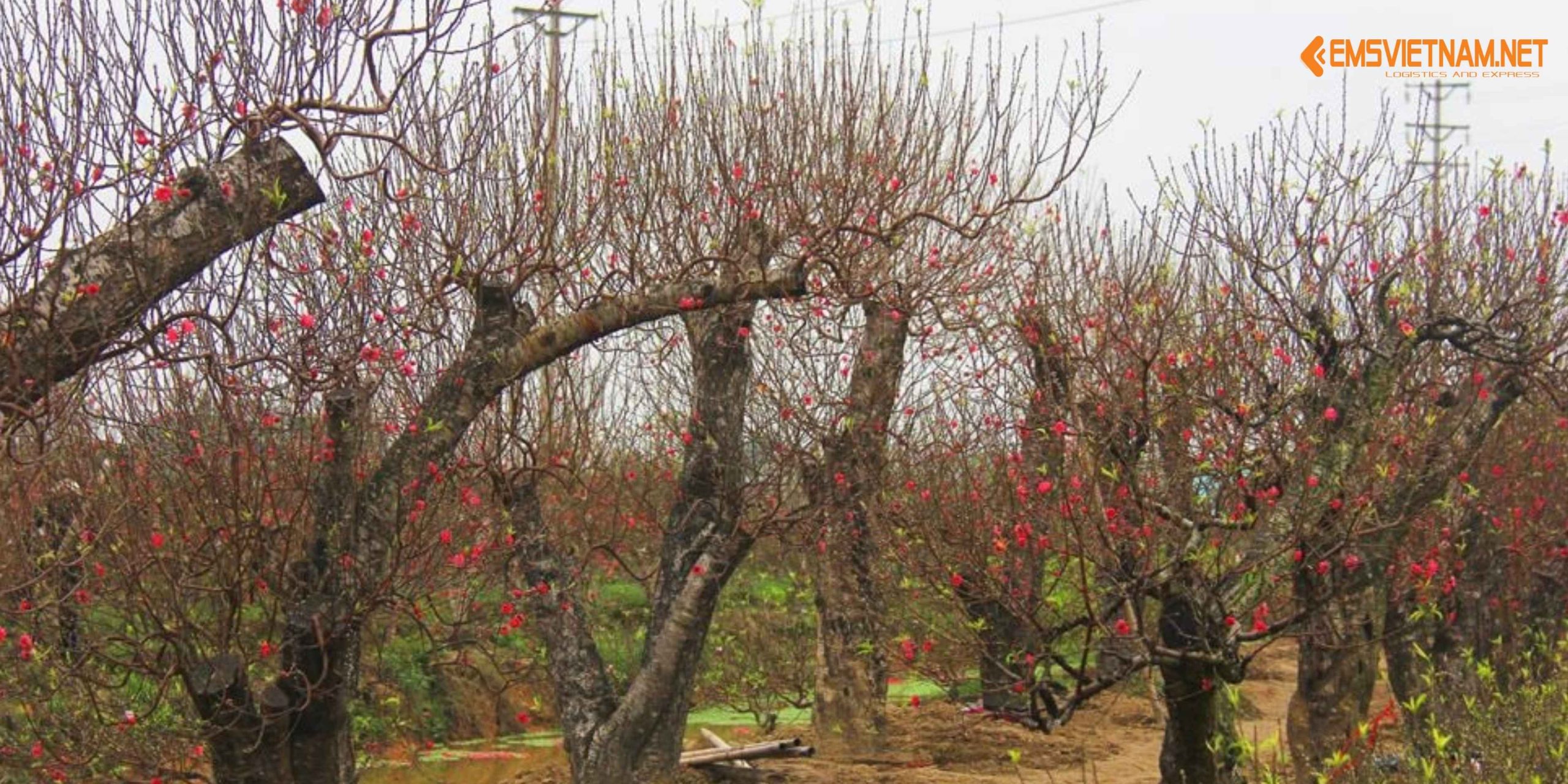 VẬN CHUYỂN ĐÀO TẾT BẰNG TÀU HỎA – NHỮNG ĐIỀU CẦN BIẾT ĐỂ CÂY ĐẾN NƠI TƯƠI ĐẸP