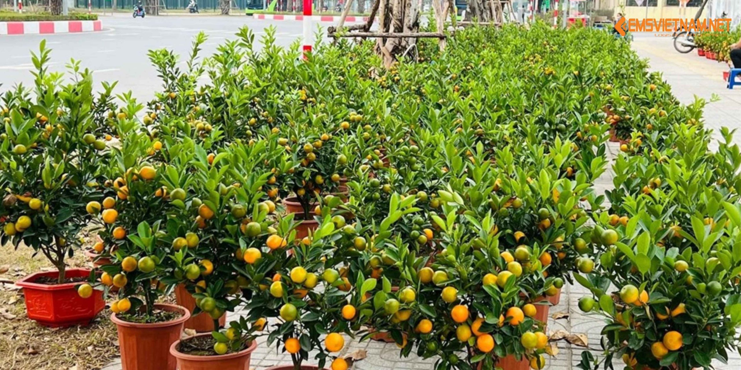 VẬN CHUYỂN CÂY QUẤT CẢNH BẰNG ĐƯỜNG SẮT – NHỮNG ĐIỀU CẦN BIẾT ĐỂ CÂY ĐẾN NƠI TƯƠI ĐẸP