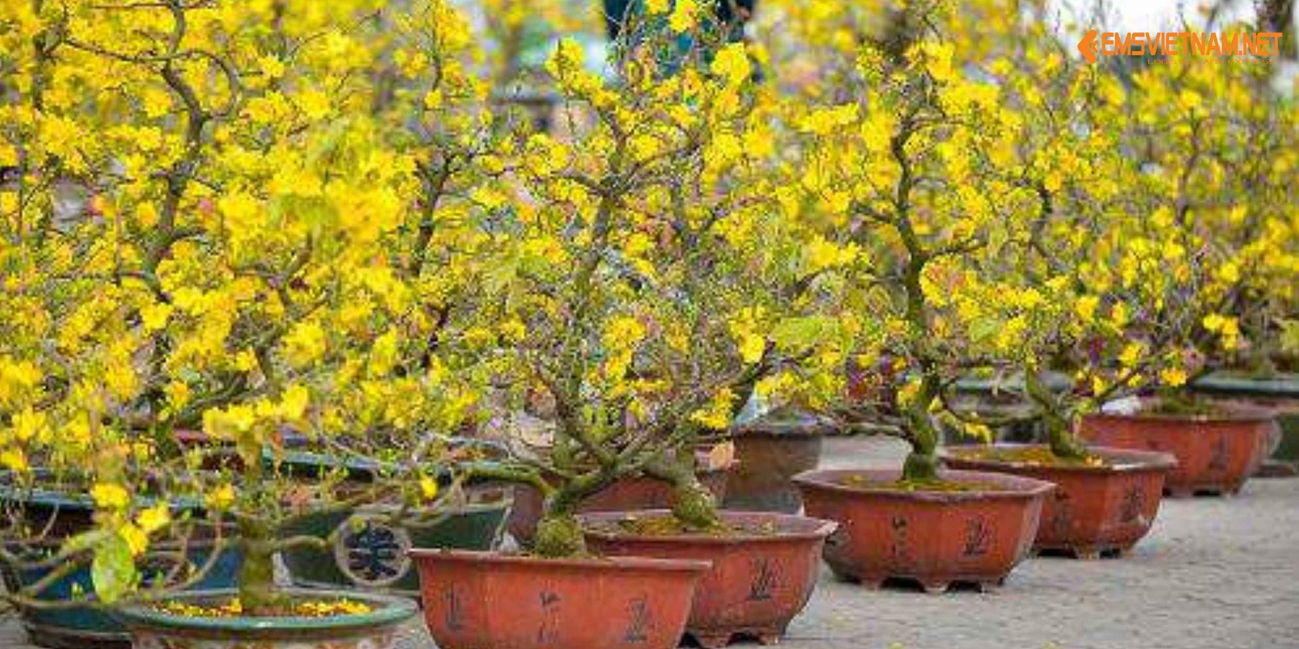 VẬN CHUYỂN MAI TẾT NỘI ĐỊA BẰNG XE TẢI – NHỮNG ĐIỀU CẦN BIẾT ĐỂ CÂY ĐẾN NƠI NGUYÊN VẸN