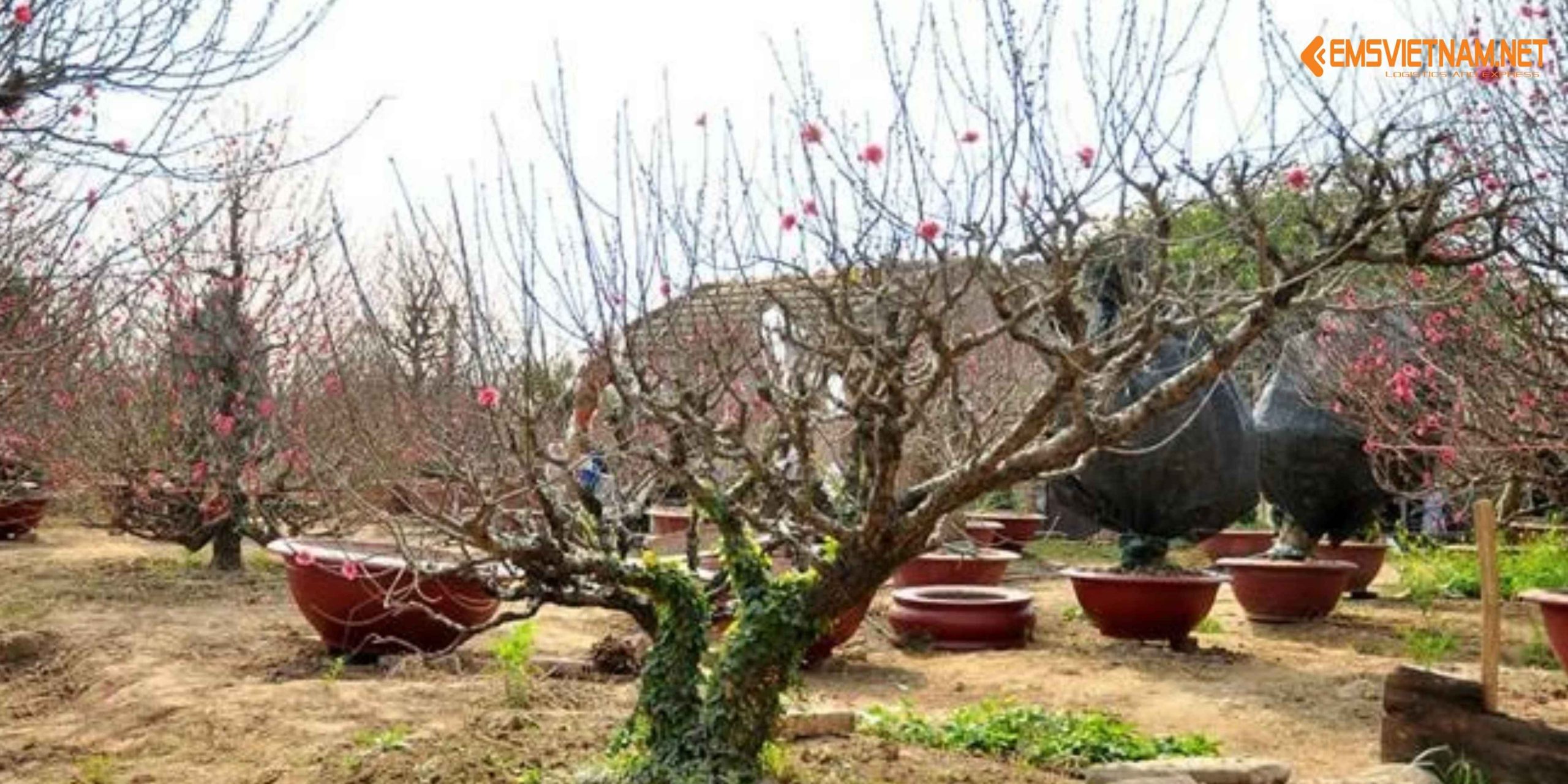 VẬN CHUYỂN ĐÀO TẾT BẰNG TÀU HỎA – NHỮNG ĐIỀU CẦN BIẾT ĐỂ CÂY ĐẾN NƠI TƯƠI ĐẸP