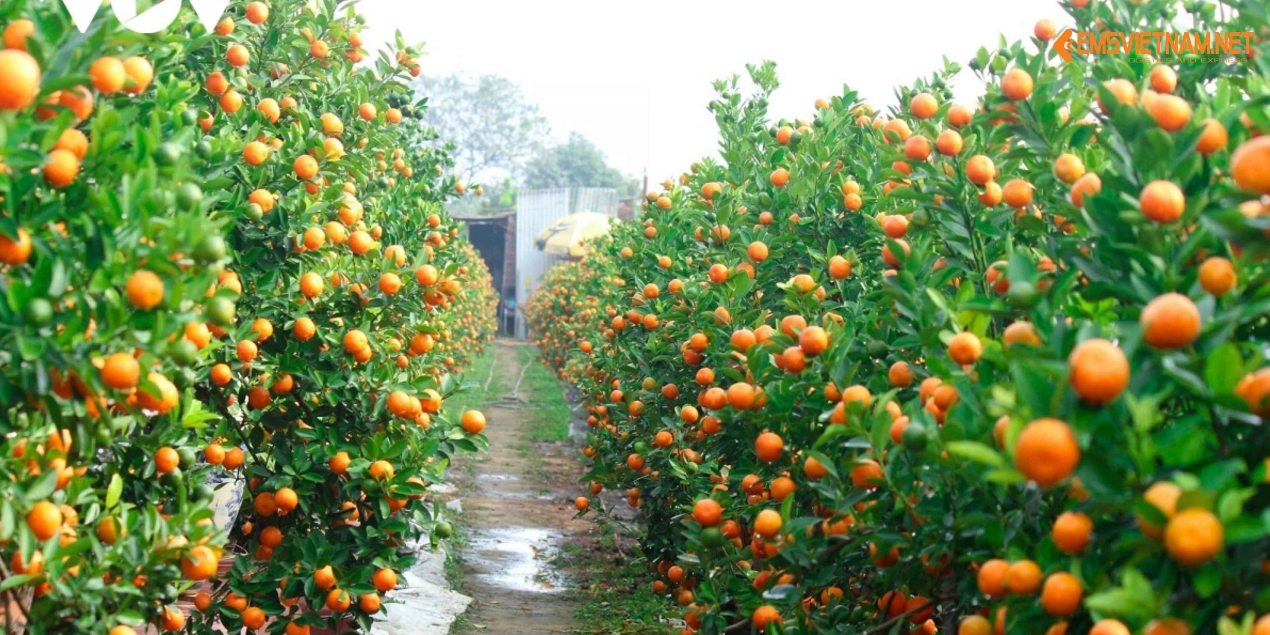 VẬN CHUYỂN CÂY QUẤT CẢNH BẰNG ĐƯỜNG SẮT – NHỮNG ĐIỀU CẦN BIẾT ĐỂ CÂY ĐẾN NƠI TƯƠI ĐẸP