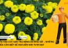 VẬN CHUYỂN HOA CÚC VẠN THỌ BẰNG ĐƯỜNG SẮT – NHỮNG ĐIỀU CẦN BIẾT ĐỂ HOA ĐẾN NƠI TƯƠI ĐẸP VẬN CHUYỂN HOA CÚC VẠN THỌ BẰNG ĐƯỜNG SẮT – NHỮNG ĐIỀU CẦN BIẾT ĐỂ HOA ĐẾN NƠI TƯƠI ĐẸP