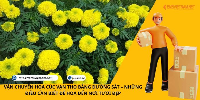 VẬN CHUYỂN HOA CÚC VẠN THỌ BẰNG ĐƯỜNG SẮT – NHỮNG ĐIỀU CẦN BIẾT ĐỂ HOA ĐẾN NƠI TƯƠI ĐẸP
