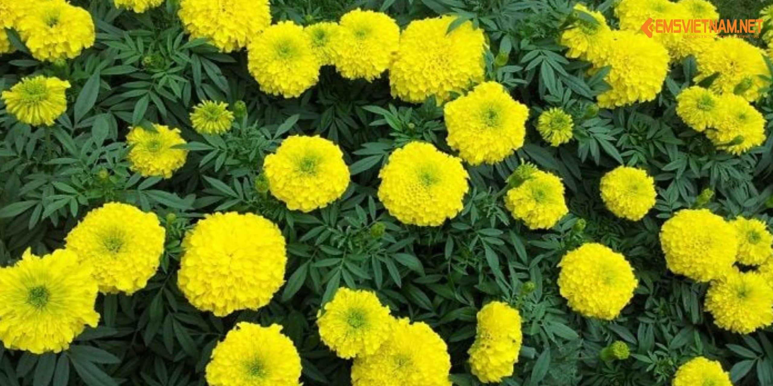 VẬN CHUYỂN HOA CÚC VẠN THỌ BẰNG ĐƯỜNG SẮT – NHỮNG ĐIỀU CẦN BIẾT ĐỂ HOA ĐẾN NƠI TƯƠI ĐẸP