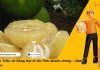 Gửi bưởi Tân Triều từ Đồng Nai đi Hà Tĩnh nhanh chóng – đảm bảo tươi ngon 🍊🚚 Gửi bưởi Tân Triều từ Đồng Nai đi Hà Tĩnh nhanh chóng – đảm bảo tươi ngon 🍊🚚