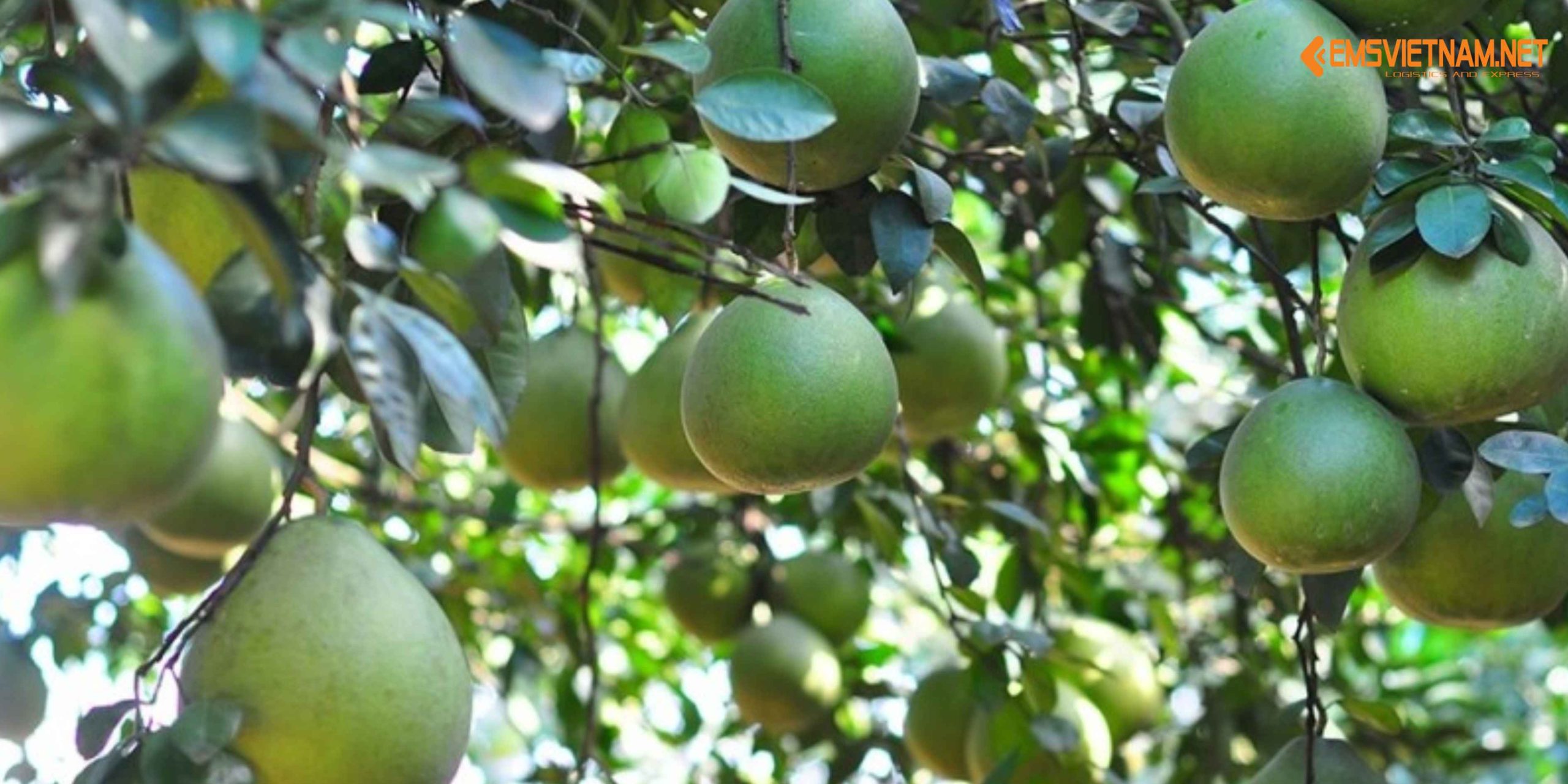 Gửi bưởi Tân Triều từ Đồng Nai đi Hà Tĩnh nhanh chóng – đảm bảo tươi ngon 🍊🚚