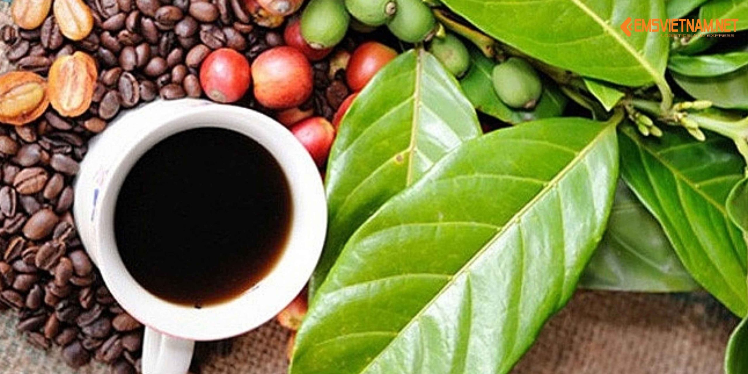 Gửi Cà Phê Buôn Ma Thuột Về Bình Dương – Giữ Trọn Hương Thơm Nguyên Bản