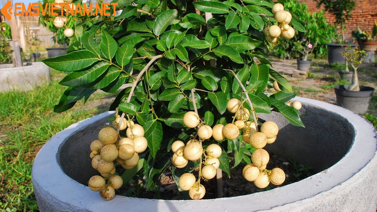 XUẤT KHẨU CAO SU TỰ NHIÊN QUA ẤN ĐỘ - THỦ TỤC DỄ DÀNG - NHANH CHÓNG