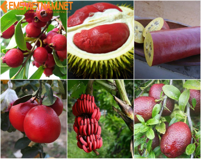 XUẤT KHẨU CAO SU TỰ NHIÊN QUA ẤN ĐỘ - THỦ TỤC DỄ DÀNG - NHANH CHÓNG