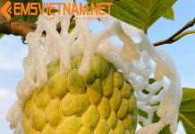 Xuất Khẩu Trái Na Qua Pháp – Nhanh Gọn – Thủ Tục Dễ Dàng XUẤT KHẨU TRÁI NA QUA PHÁP - NHANH GỌN - THỦ TỤC DỄ DÀNG