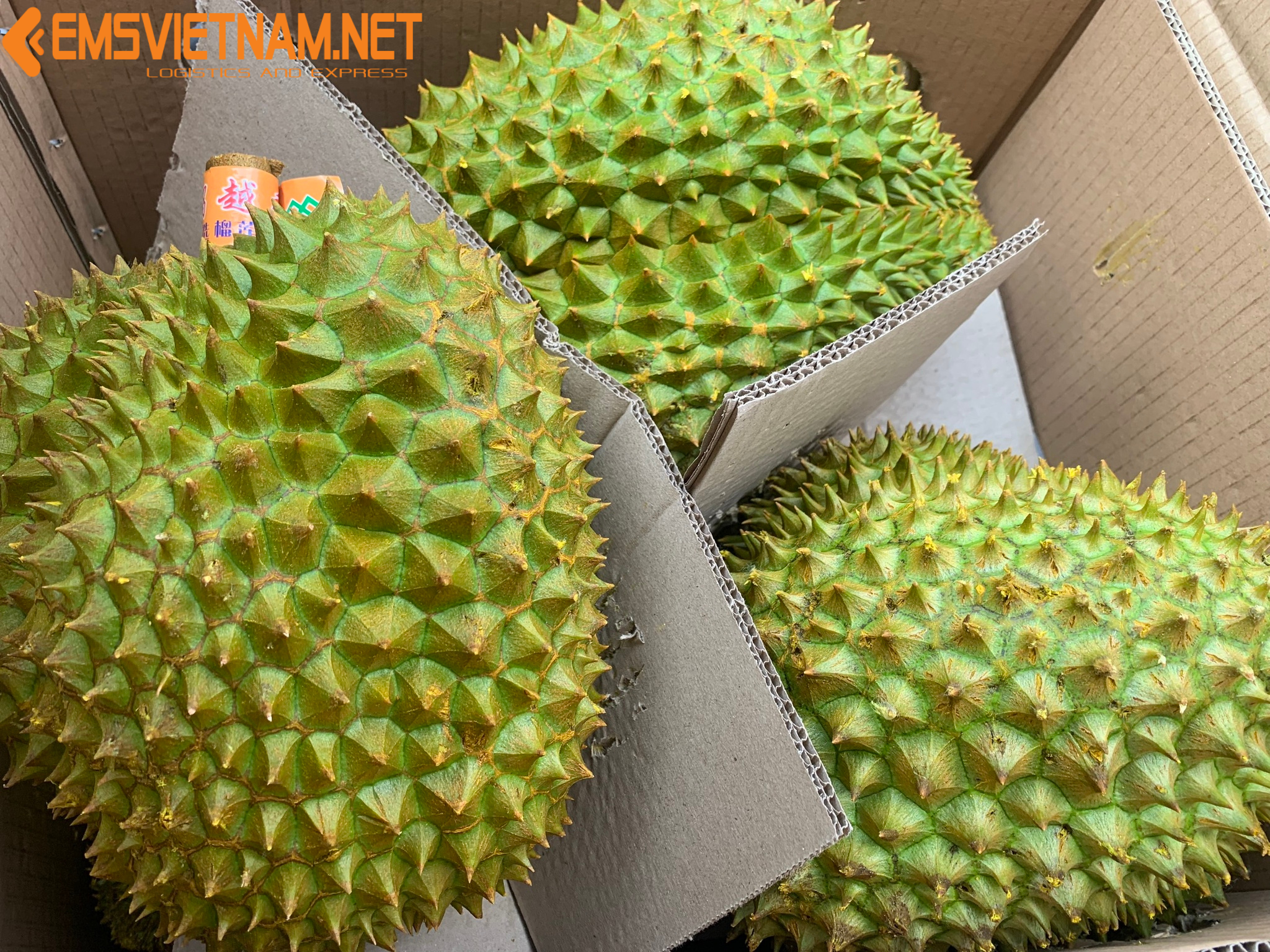 GỬI SẦU RIÊNG TỪ TP.HỒ CHÍ MINH ĐI HÀ NỘI - NHANH CHÓNG - TIẾT KIỆM
