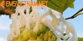 Xuất Khẩu Trái Na Qua Pháp – Nhanh Gọn – Thủ Tục Dễ Dàng XUẤT KHẨU TRÁI NA QUA PHÁP - NHANH GỌN - THỦ TỤC DỄ DÀNG