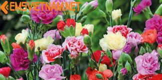 Gửi Hoa Cẩm Chướng Đi Đà Nẵng – An Toàn – Cẩn Thận – Nhanh Chóng GỬI HOA CẨM CHƯỚNG ĐI ĐÀ NẴNG - GIỮ ĐỘ TƯƠI CỦA BÔNG CÙNG EMS VIETNAM.NET