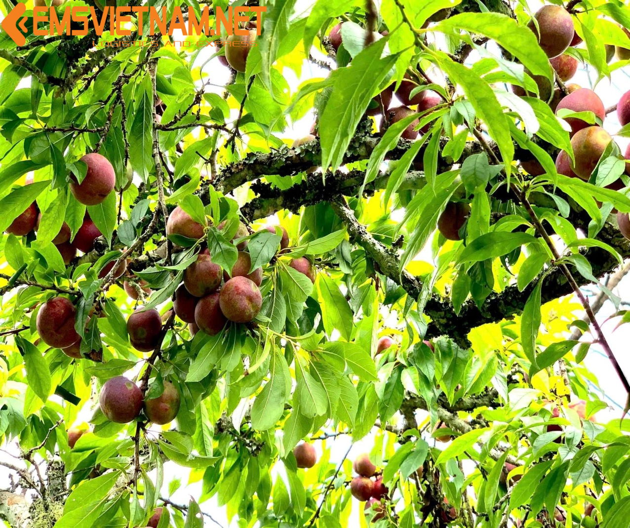 VẬN CHUYỂN MẬN BẮC TỪ HÀ NỘI VÀO MIỀN NAM BẰNG ĐƯỜNG SẮT - GIỮ ĐƯỢC ĐỘ TƯƠI CÙNG EMSVIETNAM.NET
