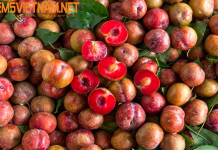 Vận Chuyển Mận Bắc Từ Hà Nội Vào Miền Nam Bằng Đường Sắt – Nhanh Chóng – Giữ Được Độ Tươi & Đẹp VẬN CHUYỂN MẬN BẮC TỪ HÀ NỘI VÀO MIỀN NAM BẰNG ĐƯỜNG SẮT - GIỮ ĐƯỢC ĐỘ TƯƠI CÙNG EMSVIETNAM.NET