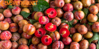 Vận Chuyển Mận Bắc Từ Hà Nội Vào Miền Nam Bằng Đường Sắt – Nhanh Chóng – Giữ Được Độ Tươi & Đẹp VẬN CHUYỂN MẬN BẮC TỪ HÀ NỘI VÀO MIỀN NAM BẰNG ĐƯỜNG SẮT - GIỮ ĐƯỢC ĐỘ TƯƠI CÙNG EMSVIETNAM.NET