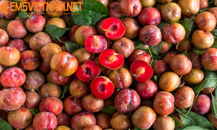 VẬN CHUYỂN MẬN BẮC TỪ HÀ NỘI VÀO MIỀN NAM BẰNG ĐƯỜNG SẮT - GIỮ ĐƯỢC ĐỘ TƯƠI CÙNG EMSVIETNAM.NET