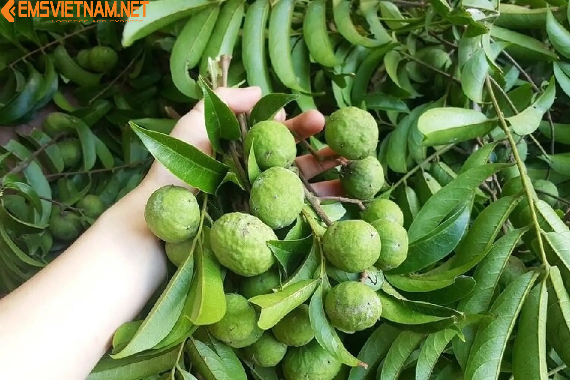 GỬI TRÁI SẤU TỪ HÀ NỘI ĐI ĐỒNG NAI - NHANH CHÓNG - TIẾT KIỆM