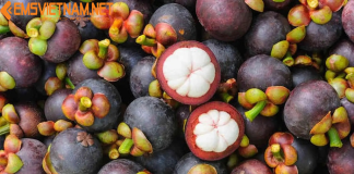 Vận Chuyển Măng Cụt Lên Đà Lạt – Nhanh Gọn – Giữ Trọn Độ Ngon XUẤT KHẨU THANH LONG TỪ VIỆT NAM ĐI TRUNG QUỐC - GIỮ TRỌN ĐỘ TƯƠI