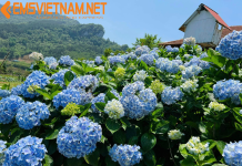 Vận Chuyển Hỏa Tốc Hoa Cẩm Tú Cầu Từ Đà Lạt Đi Đồng Nai – An Toàn – Tiết Kiệm – Tươi Rói VẬN CHUYỂN HỎA TỐC HOA CẨM TÚ CẦU ĐÀ LẠT ĐI ĐỒNG NAI - TƯƠI RÓI - TIẾT KIỆM