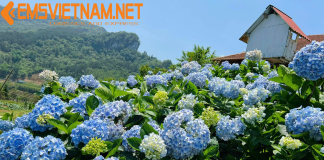 Vận Chuyển Hỏa Tốc Hoa Cẩm Tú Cầu Từ Đà Lạt Đi Đồng Nai – An Toàn – Tiết Kiệm – Tươi Rói VẬN CHUYỂN HỎA TỐC HOA CẨM TÚ CẦU ĐÀ LẠT ĐI ĐỒNG NAI - TƯƠI RÓI - TIẾT KIỆM
