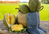 Gửi Sầu Riêng Từ TP.Hồ Chí Minh Đi Hà Nội – Nhanh Chóng – An Toàn – Tiết Kiệm GỬI SẦU RIÊNG VIỆT NAM QUA ẤN ĐỘ - THỦ TỤC_CHỨNG TỪ DỄ DÀNG - AN TOÀN