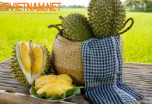 Vận Chuyển Sầu Riêng Việt Nam Qua Ấn Độ – Thủ Tục Dễ Dàng – An Toàn – Nhanh Gọn GỬI SẦU RIÊNG VIỆT NAM QUA ẤN ĐỘ - THỦ TỤC_CHỨNG TỪ DỄ DÀNG - AN TOÀN